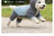 Hooded Windproof Dog Jacket