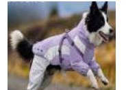 Four-Leg Waterproof Raincoat