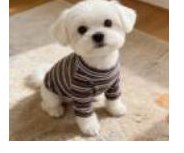 Striped Knit Dog Sweater