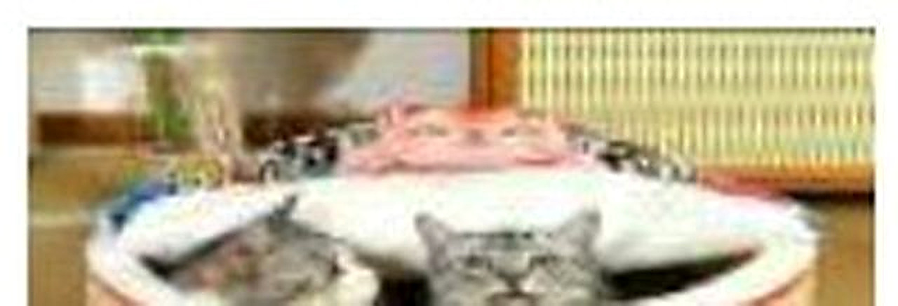 No.1 Ramen Shaped Cat Bed